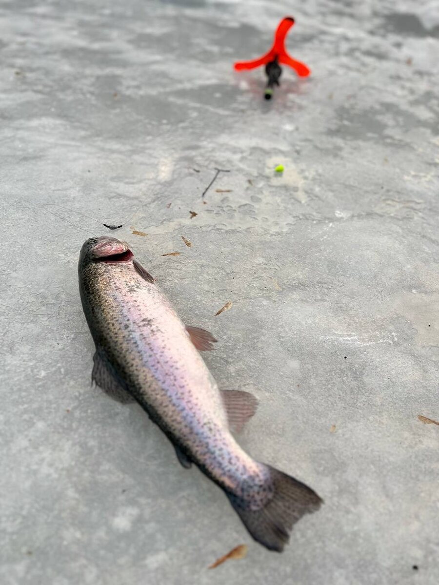 Ловля форели на пассивную снасть