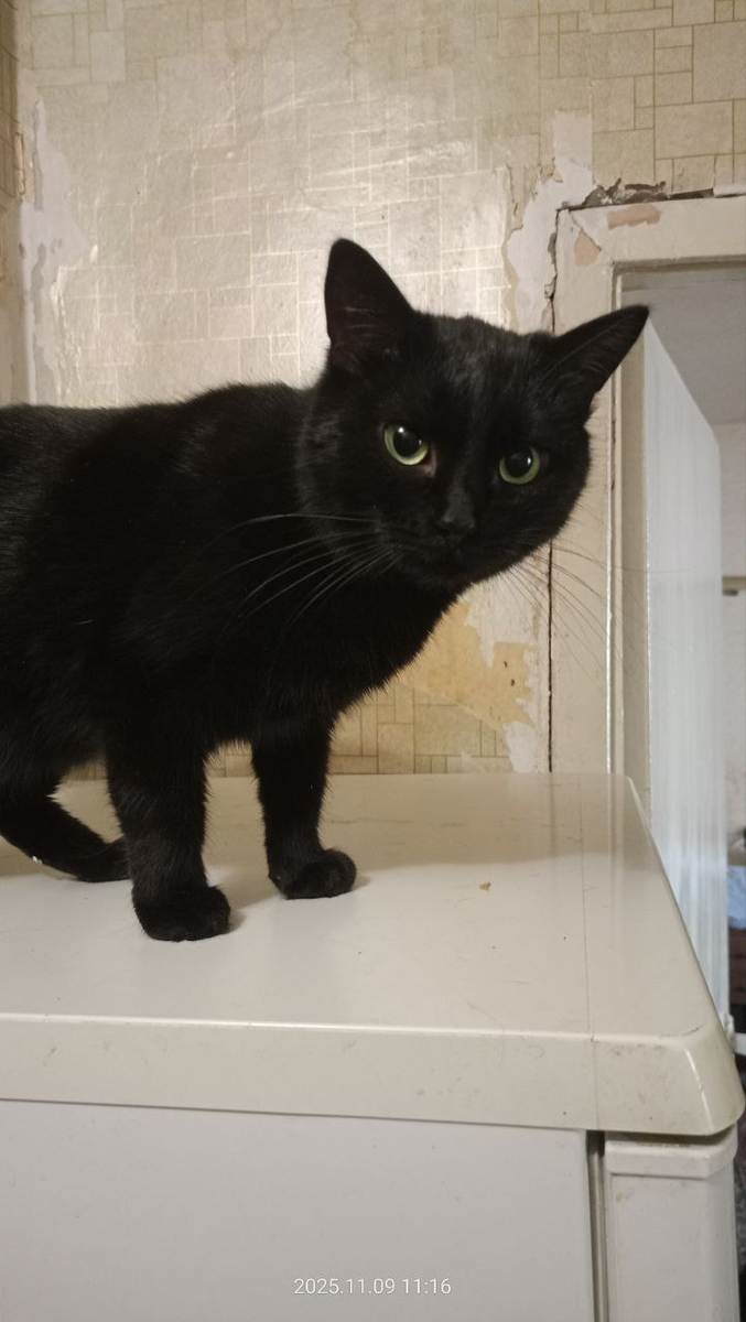 Малышка в приюте и ждёт свою маму....