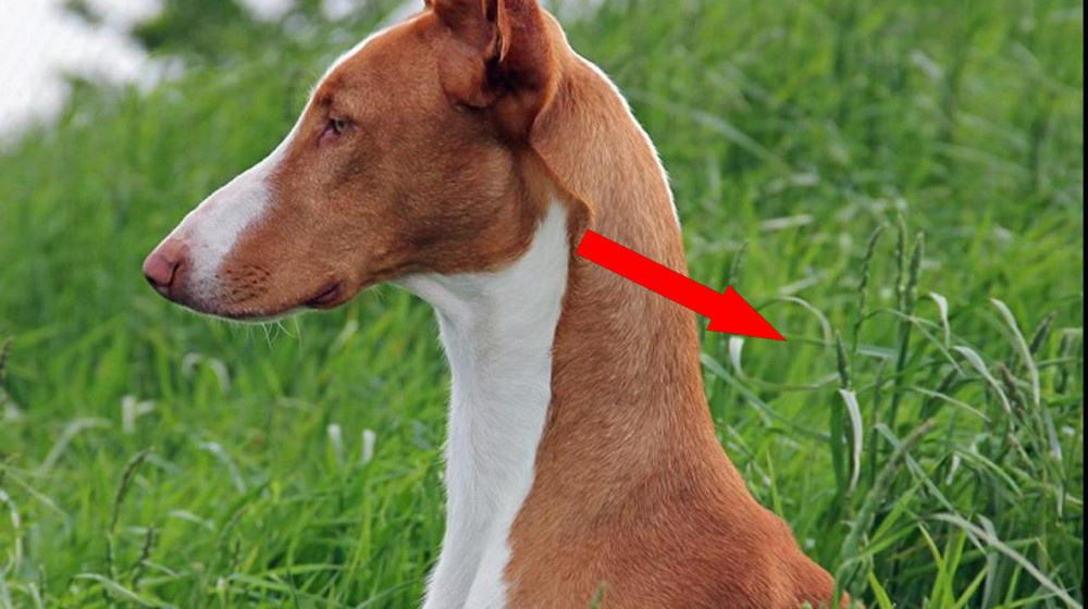    Почему женщина оставила работу ради необычной собаки из Минска