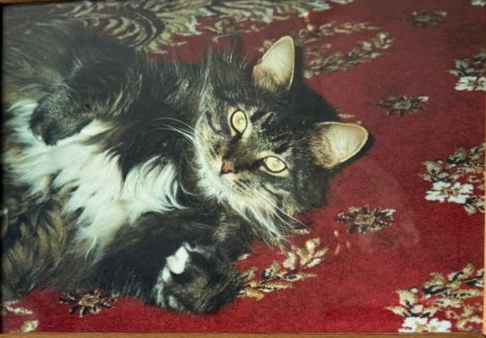 Мой кот Барсик. Фото автора.