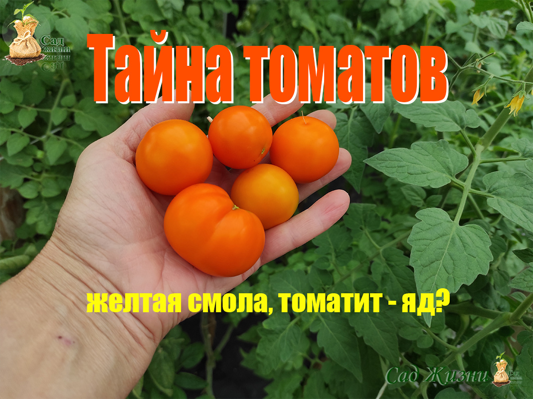 Откуда на руках желтая смола и нужно ли ее бояться