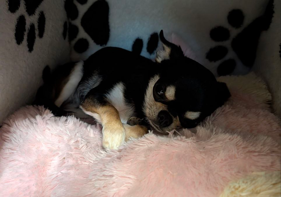 собачка чихуа