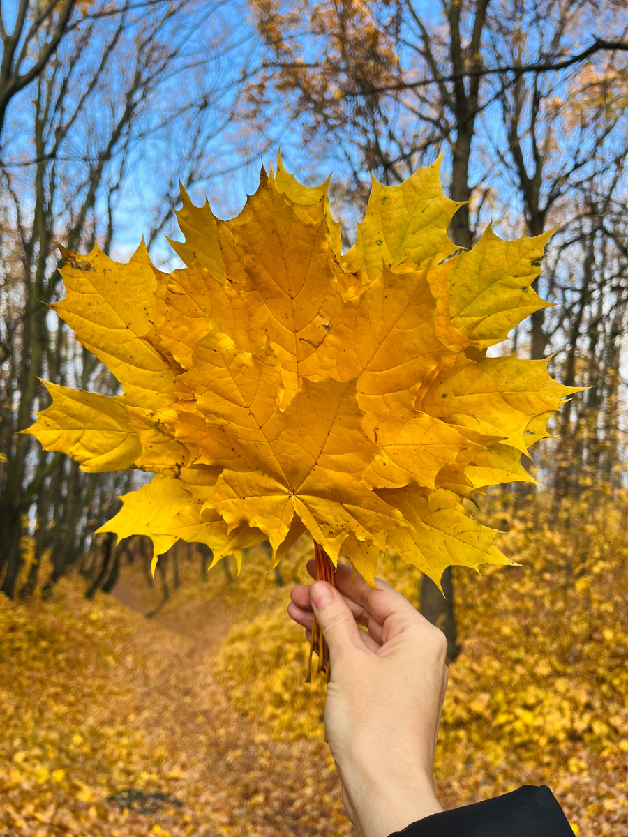 Минута 2: собрала букет кленовых листьев 