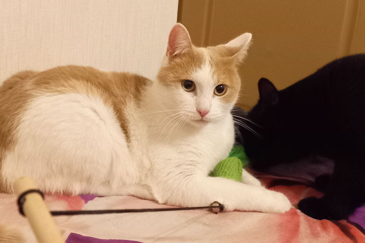 Объект "Зеленая мышь" обезврежен.