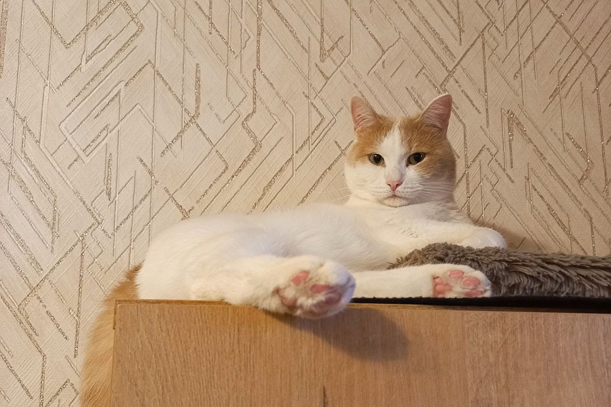 Наблюдательный пункт - шкаф. Обратите внимание на концентрацию и контроль.