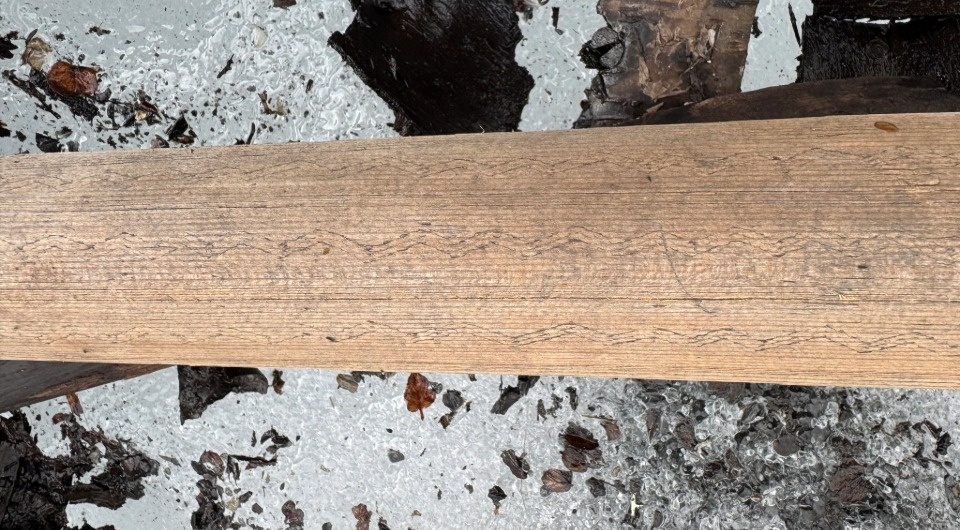   Thomas Bruen Olsen / University Museum of Bergen