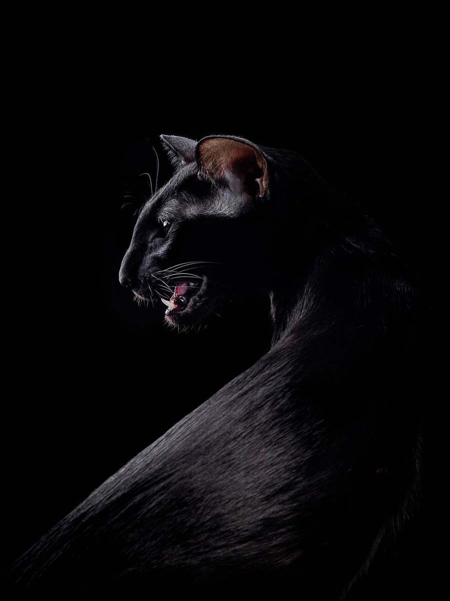 Svetlana Medvedeva
  Россия, Санкт-Петербург