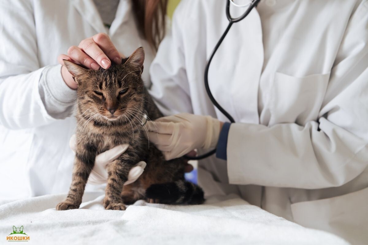 Ветеринары осматривают кошку 