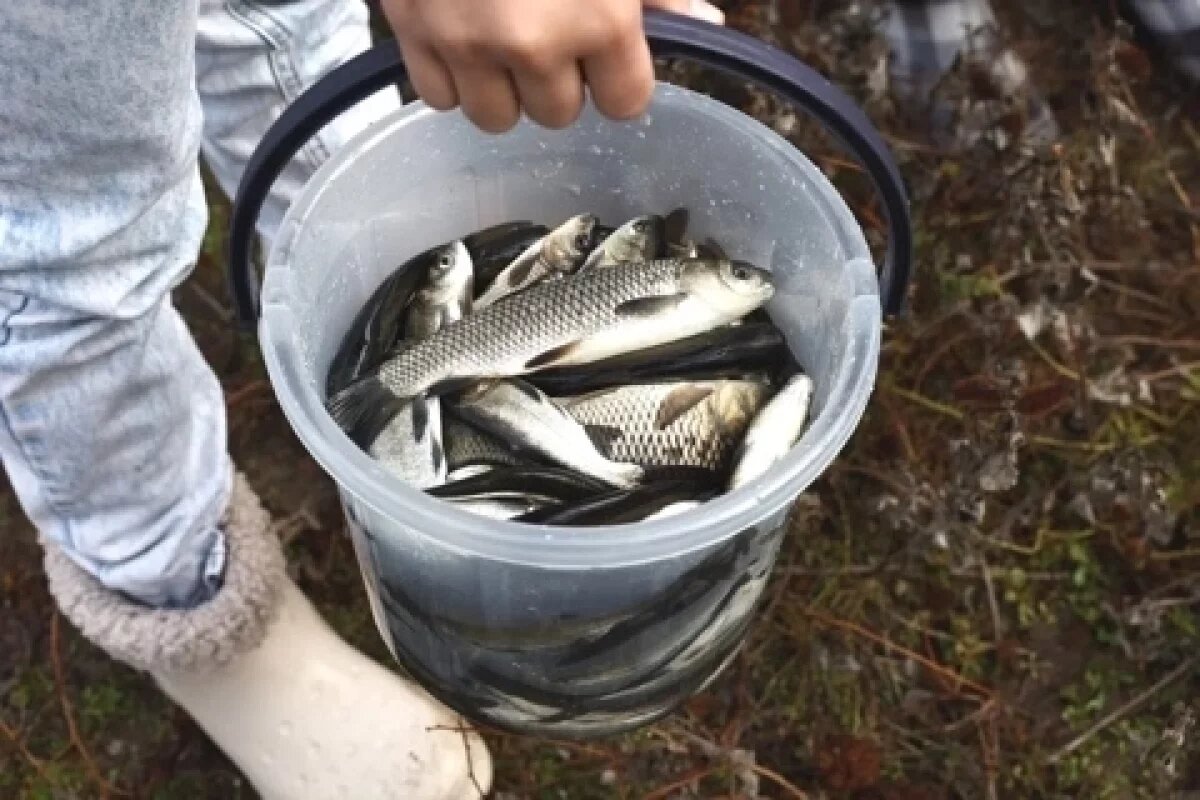   В Астраханской области в Волгу выпустили почти 10 тысяч мальков сазана