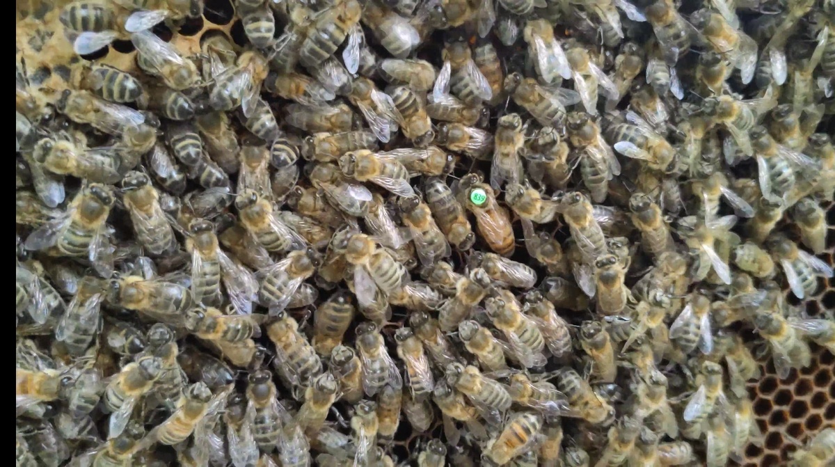 Архивное фото пчелок 