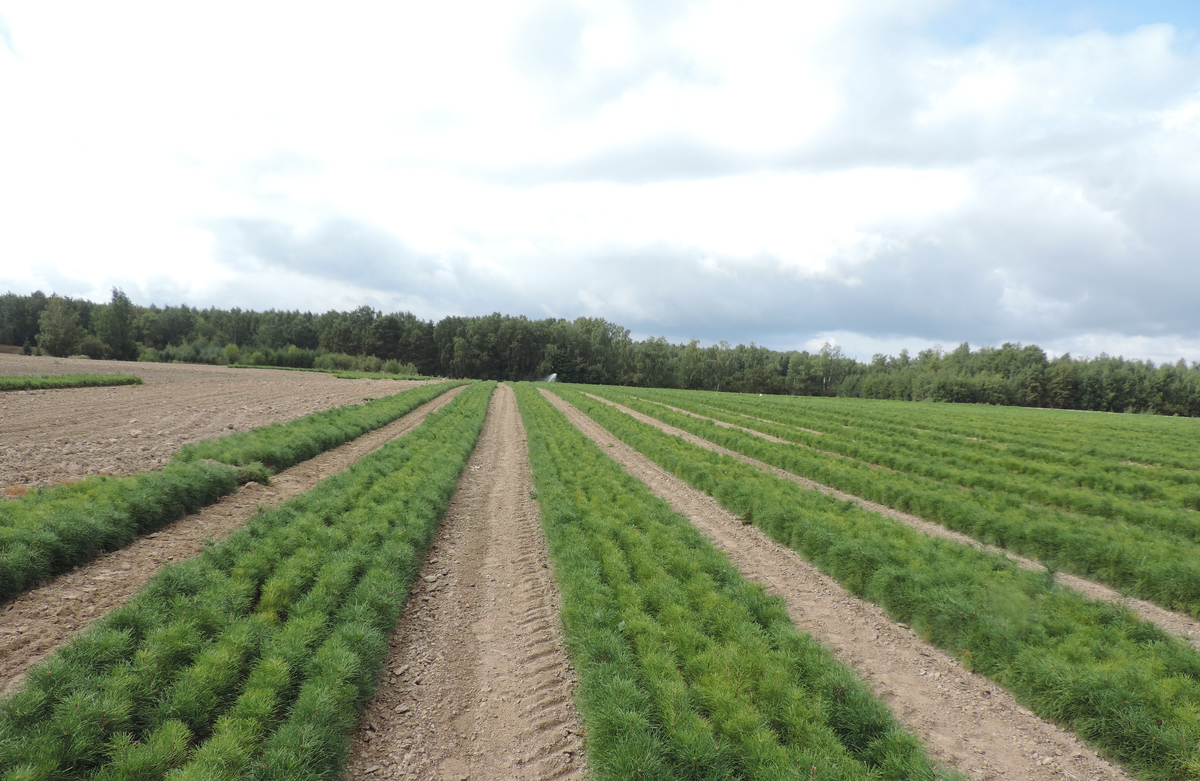 Посадочный материал с открытой корневой системой