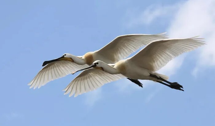 Краснокнижные обитатели оз. Ханка - малые колпицы