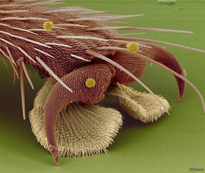 Вот он, секрет антигравитации! Никакой магии, только совершенная биомеханика. Это лапка комнатной мухи под микроскопом.