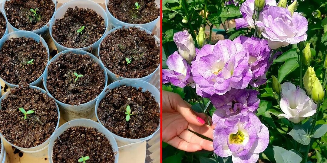 Как вырастить рассаду эустомы
