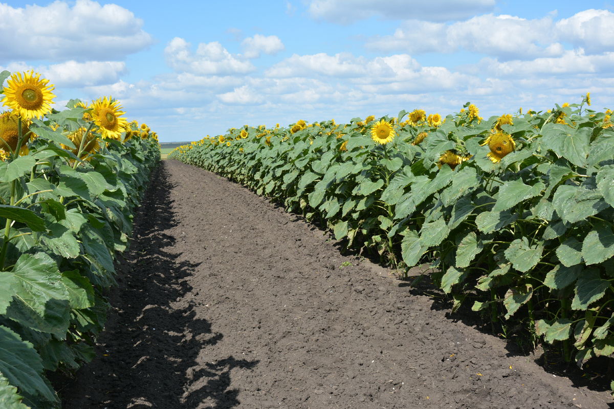 Фото: Пресс-служба минсельхоза Челябинской области