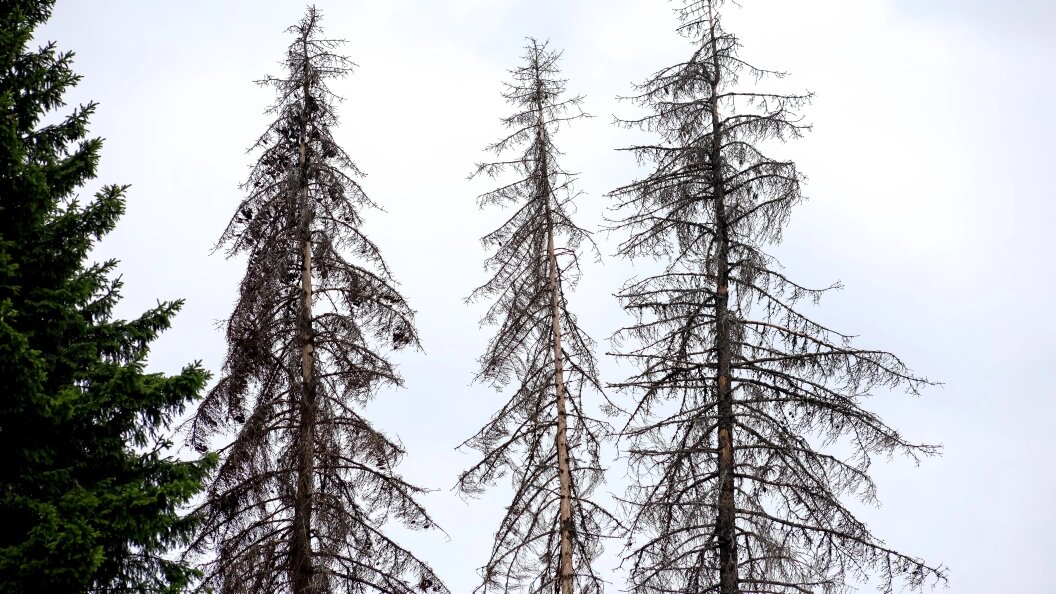    Фото: Elena Mayorova/Global Look Press