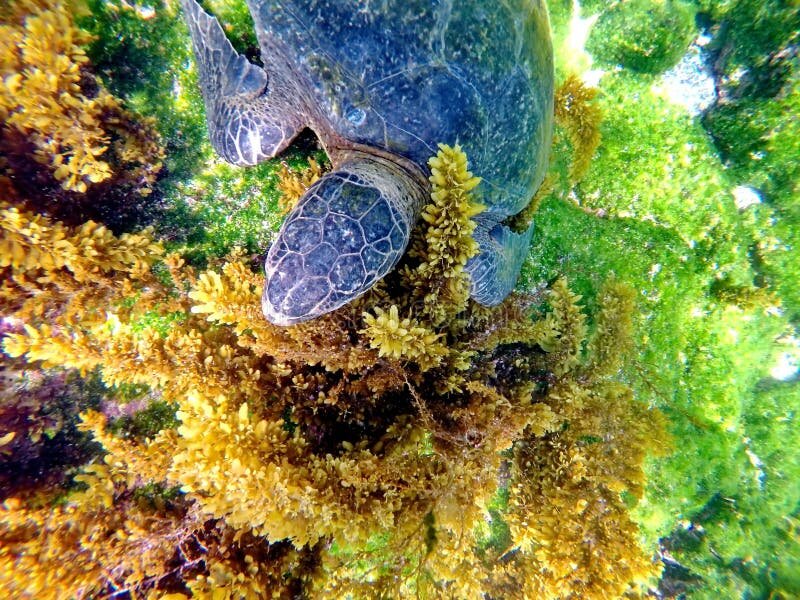 Настоящая «газонокосилка» коралловых рифов — именно эта диета и дала черепахе её название.