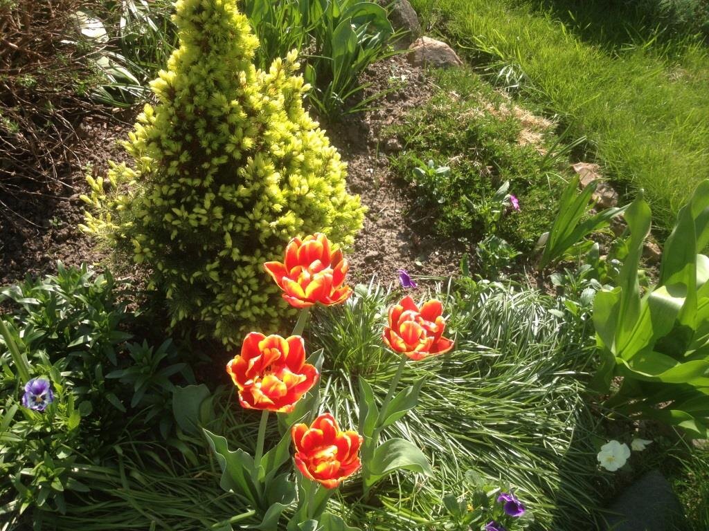 Ель Коника в саду автора