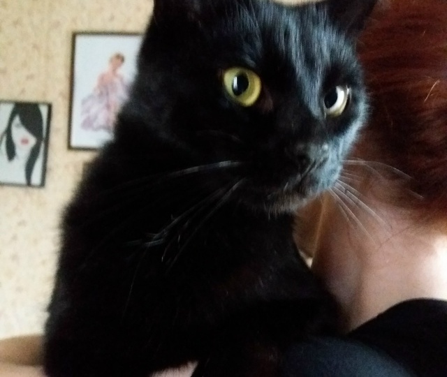 Шмяк ушёл на облачка 😿☁️