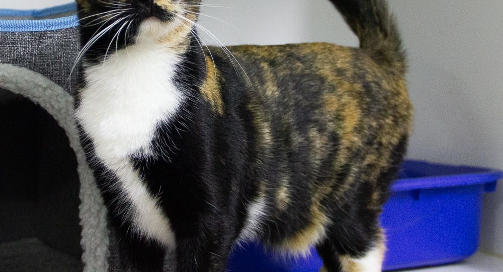 Ваше спасение от осенней хандры прямо сейчас ждёт вас в приюте 💖😻