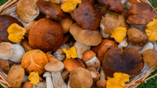    wallpapers.com Юлия Виноградова