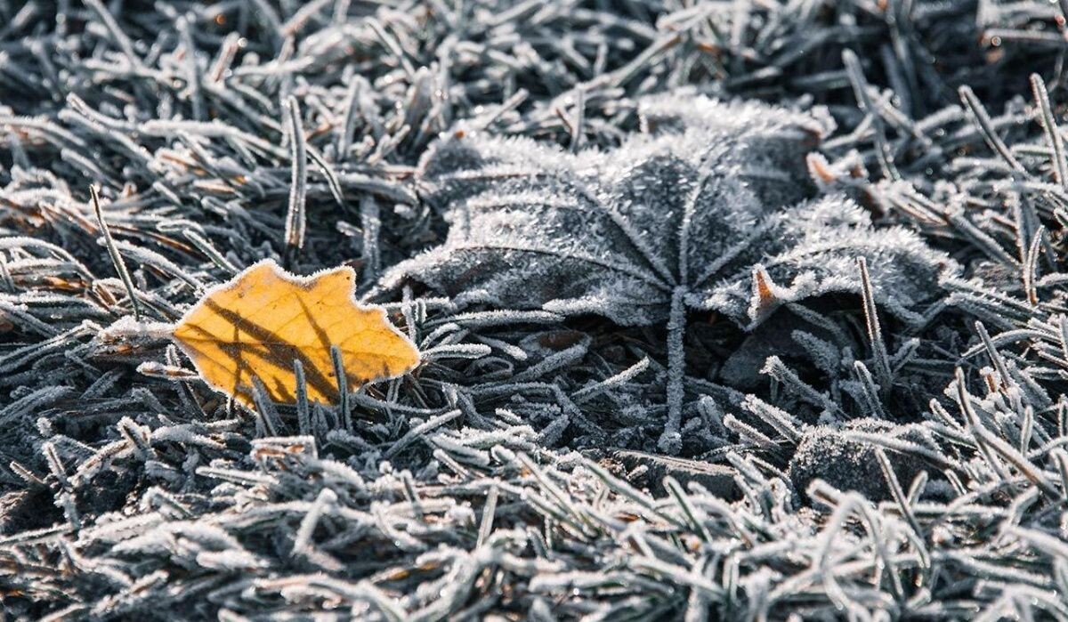     Иней. Источник: mos ru Автор фото: Пресс-служба Мэра и Правительства Москвы