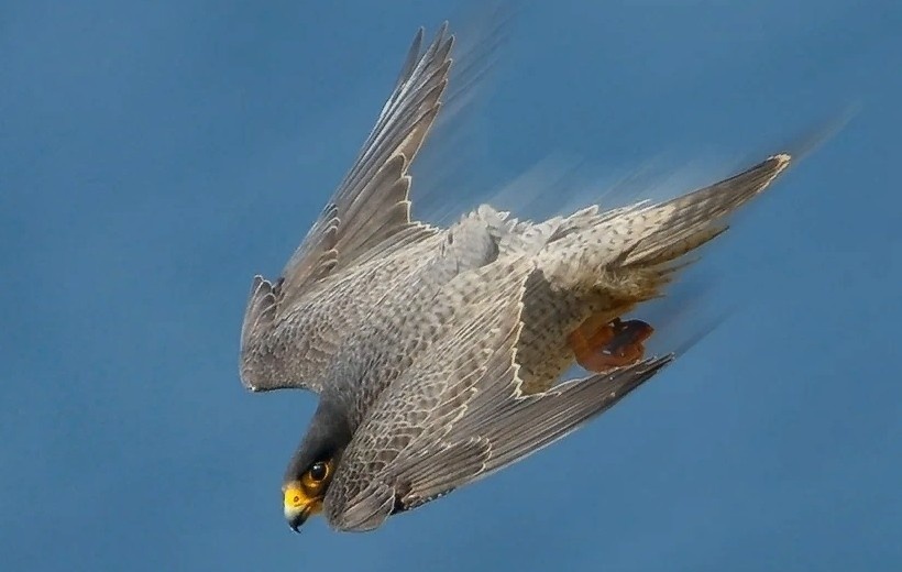 Скорость свыше 320 км/ч. В этот момент сапсан превращается в живую ракету.