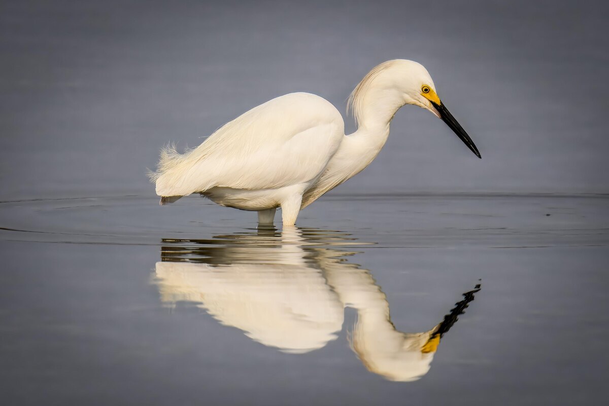 Не просто ожидание, а настоящая стратегия: некоторые цапли используют приманку, чтобы перехитрить свою добычу.