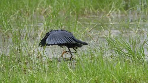 Уникальная техника охоты: чёрная цапля создаёт тень своими крыльями, чтобы привлечь рыбу и убрать блики с воды.