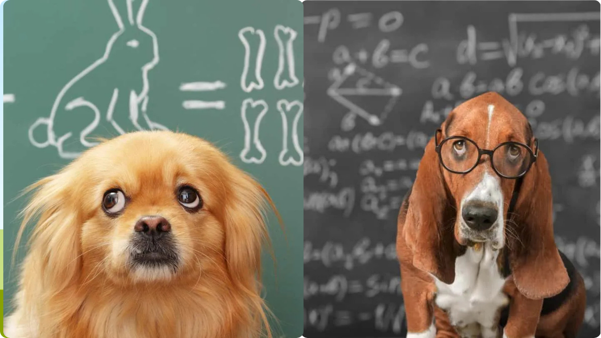 Собаки умняки