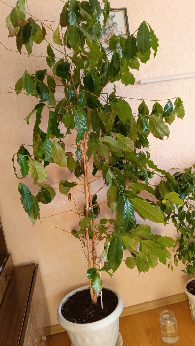 фото автора:кофейное дерево моей сестры