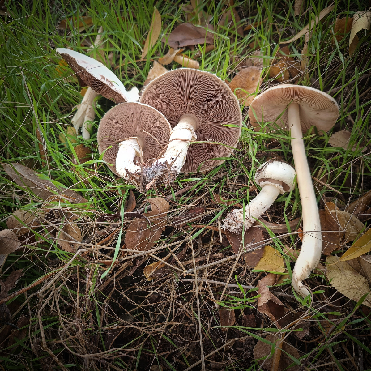 А на фото ещё и не только шампиньон, но и вольвариэлла - справа 