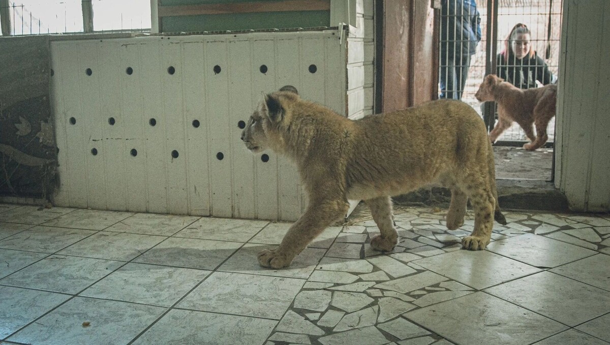     Источник: 1MI