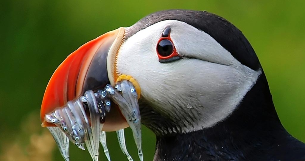 Самые причудливые клювы у птиц. Часть 2