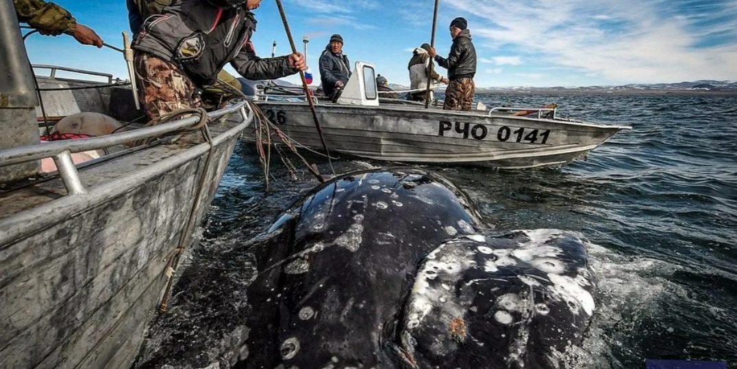 Охотники за китами: кто может ловить этих морских гигантов в российских водах?