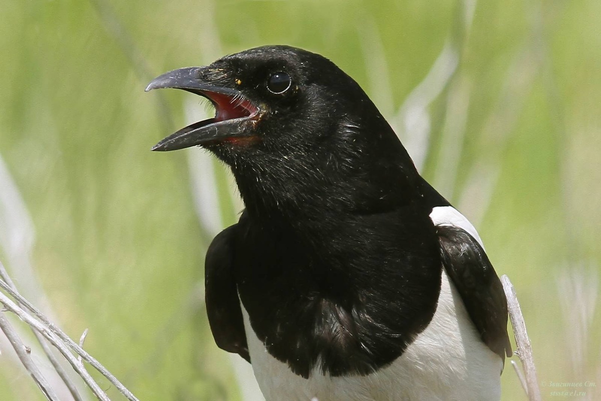 Не просто птица, а личность. Взгляните в эти умные глаза!