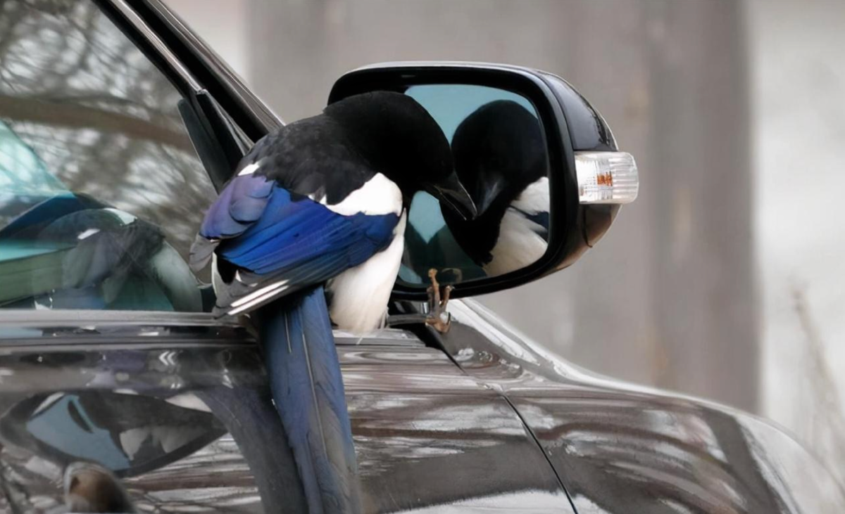 «Кто там в отражении? Ах да, это же я!» Сороки — одни из немногих птиц, узнающих себя в зеркале.