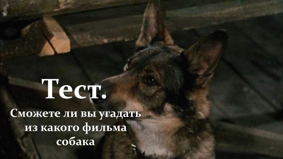 Тест про собак.