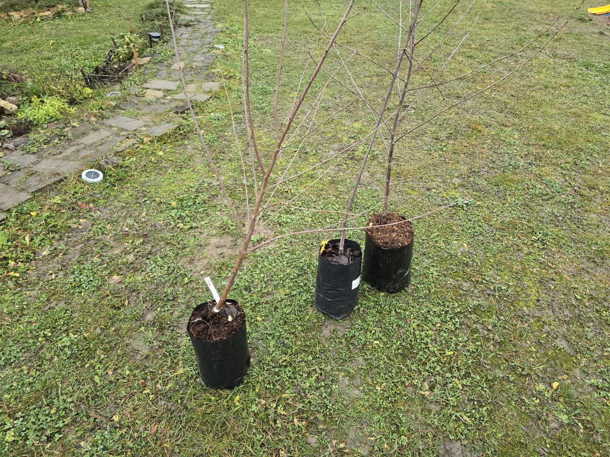 вишня, черешня и черевишня