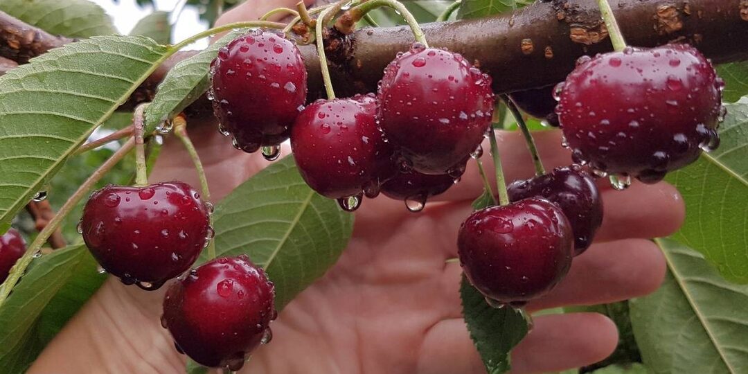 Теплый ноябрь и три сестры сада — вишня, черешня и черевишня