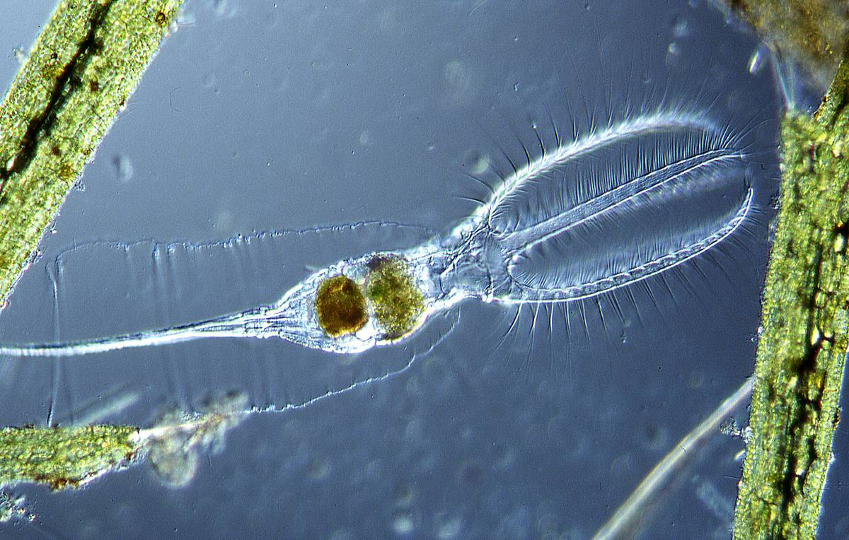 Так могла бы выглядеть душа расчёски. 