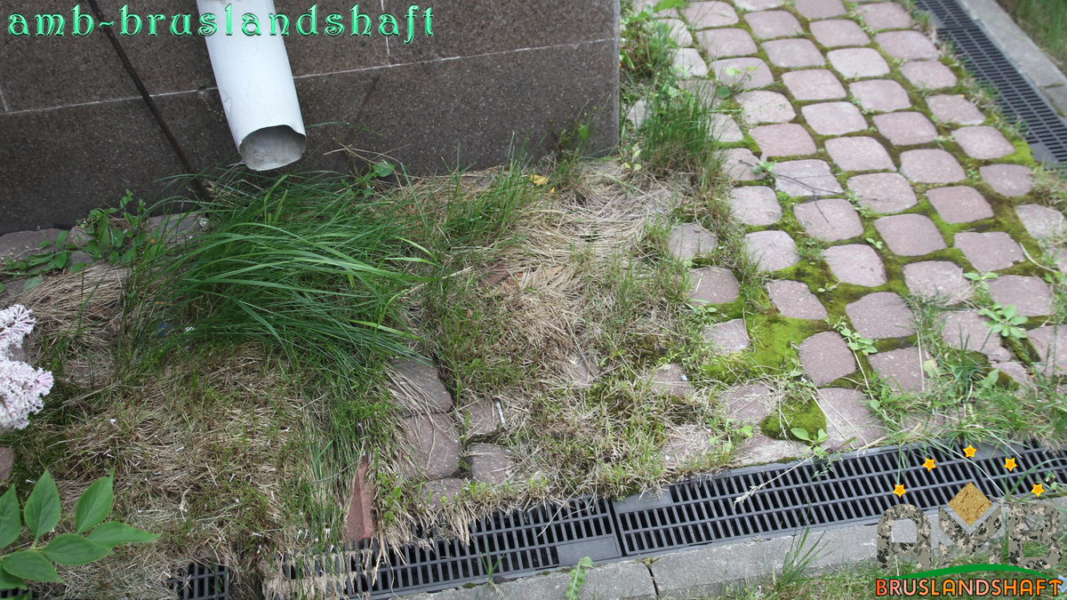 почему растет трава в швах тротуарной плитки затертой песком