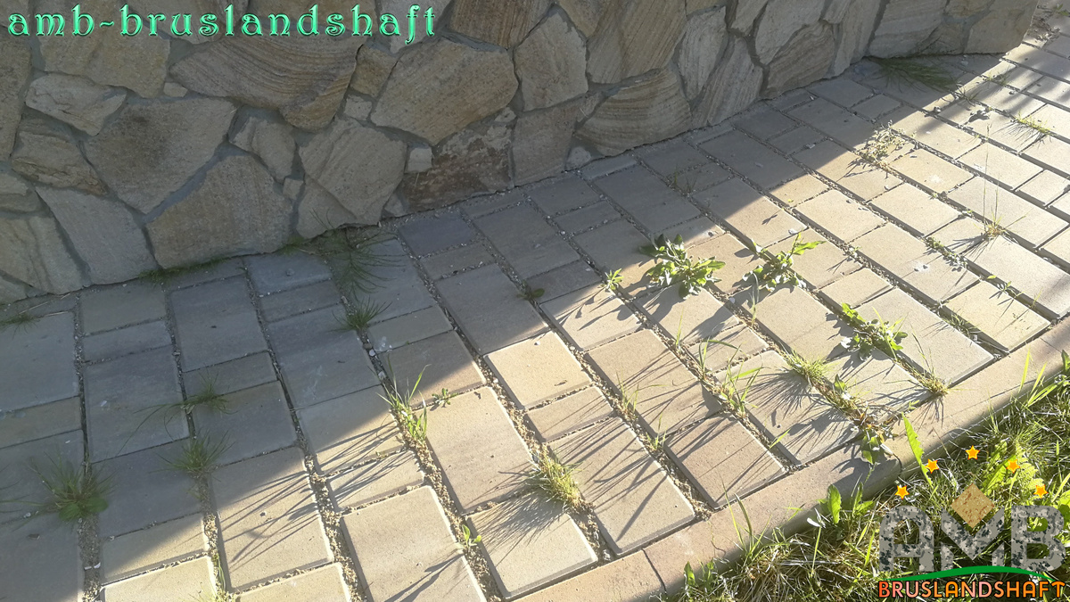 прорастание травой швов тротуарной брусчатки