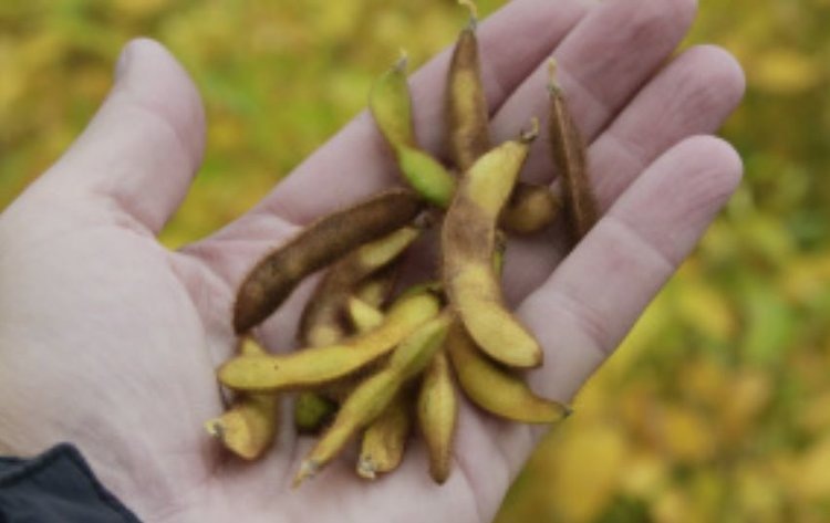    Фото: Минсельхоз Липецкой области