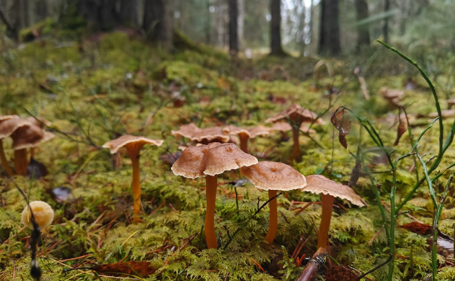    © Telegram / Каждой твари по паре