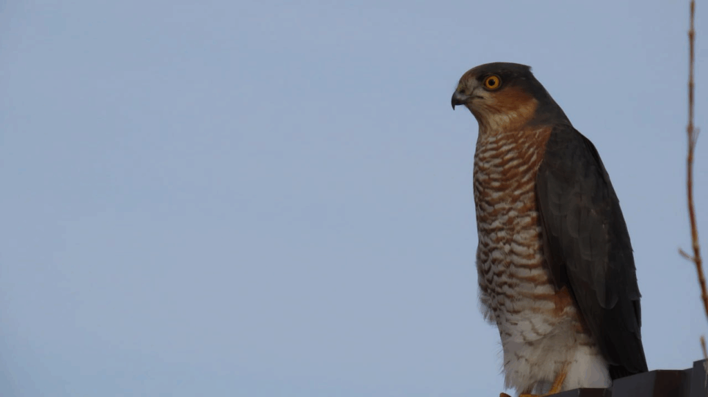    Фото: Дирекция ООПТ Оренбургской области