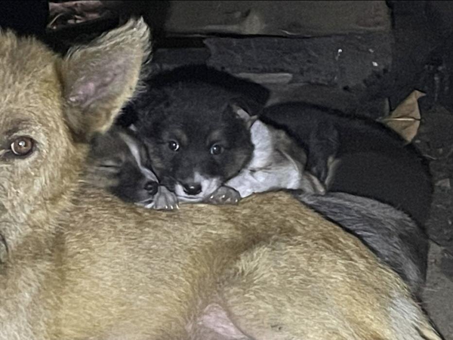 Спасение щенков из Печор
Фото: группа «Зоозащита. Приют «Лесопилка». Псков» в соцсети «ВКонтакте»