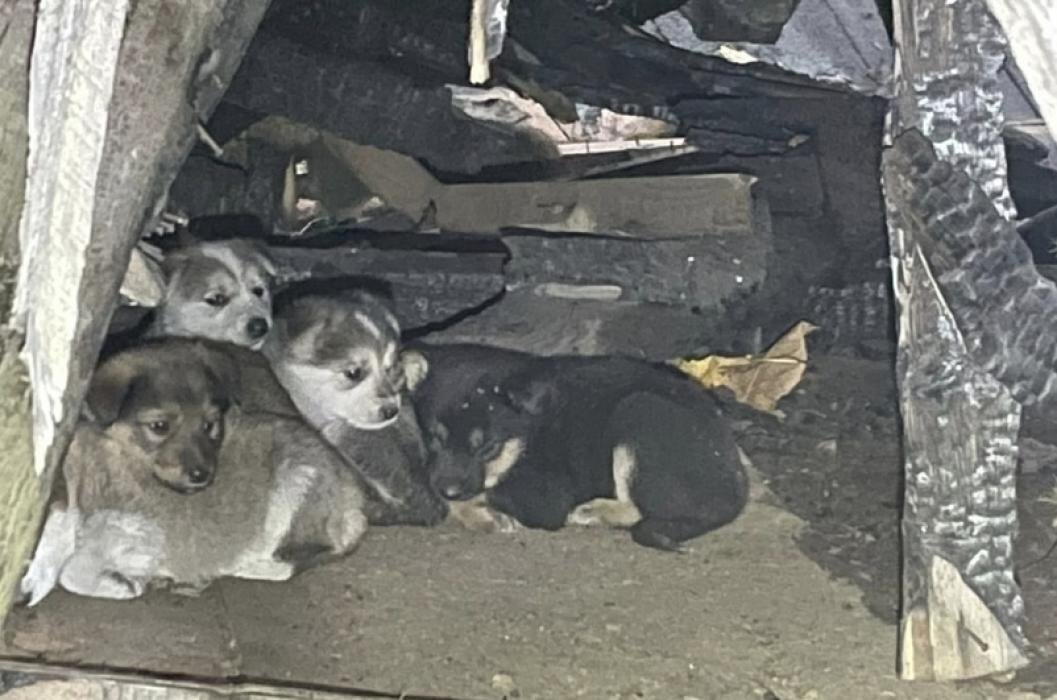 Спасение щенков из Печор
Фото: группа «Зоозащита. Приют «Лесопилка». Псков» в соцсети «ВКонтакте»