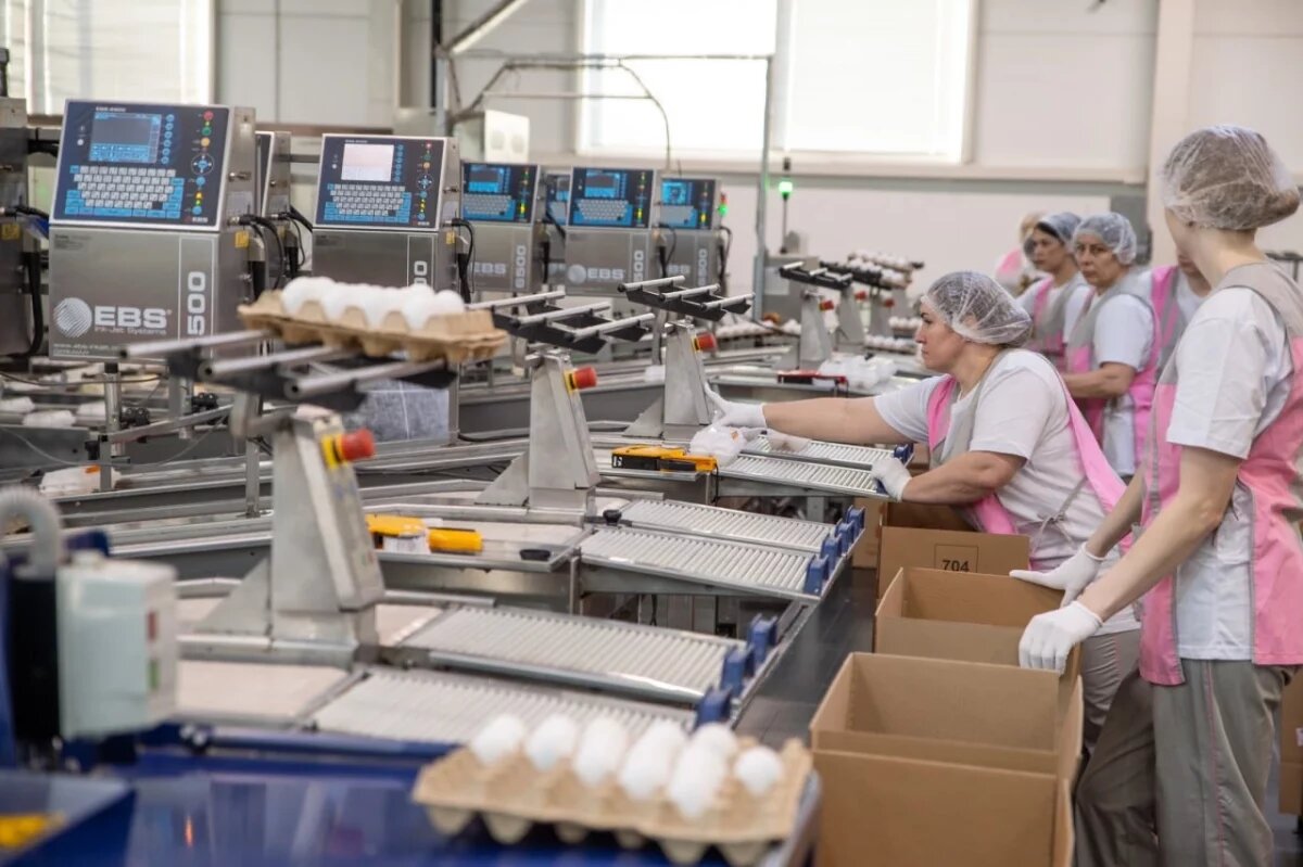    Производство пышминской птицефабрики /