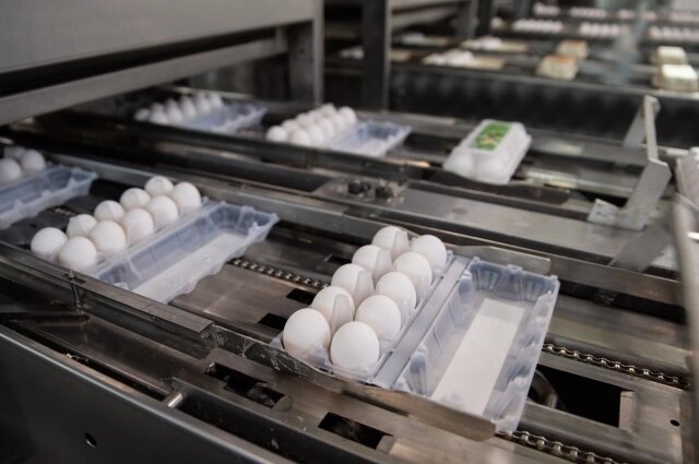    Фото: правительство Тюменской области / Производство «Пышминской» птицефабрики